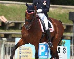 dressage horse Luigi 14 (Holsteiner, 2000)