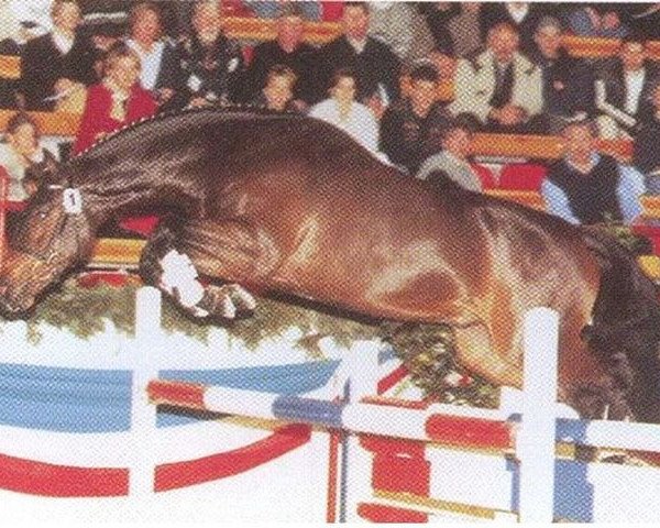 Deckhengst Barinello (Holsteiner, 1998, von Barnaul xx)
