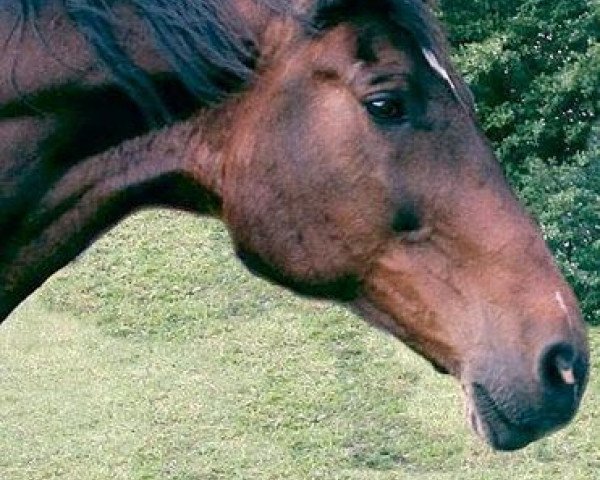 broodmare Romira (Holsteiner, 1979, from Ronald)