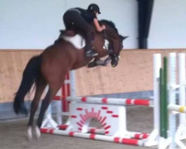 horse Copperfield (Holsteiner, 2009)