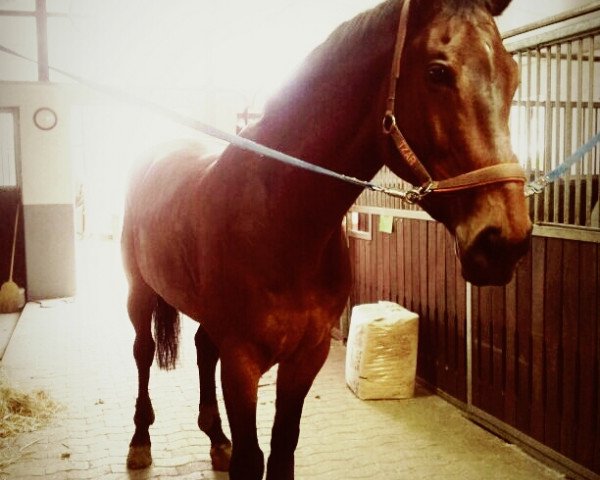 jumper Zampa III (KWPN (Royal Dutch Sporthorse), 2004, from Lupicor)