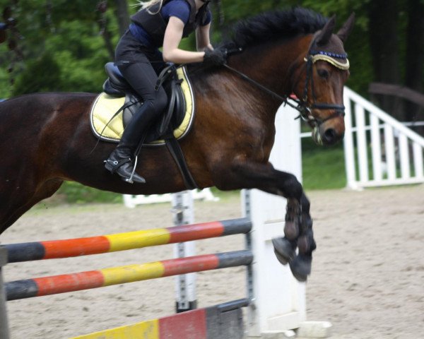 Springpferd Pablo (Hannoveraner, 1998)