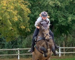 jumper Clonmore Buachaill Dún (Connemara Pony, 2014, from Black Shadow)