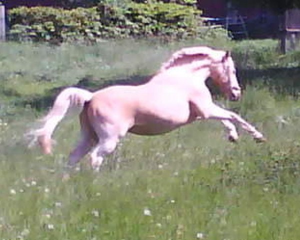horse D'Avorio (German Riding Pony, 1997, from Dornik B) horse D'Avorio (German Riding Pony, 1997, from Dornik B)