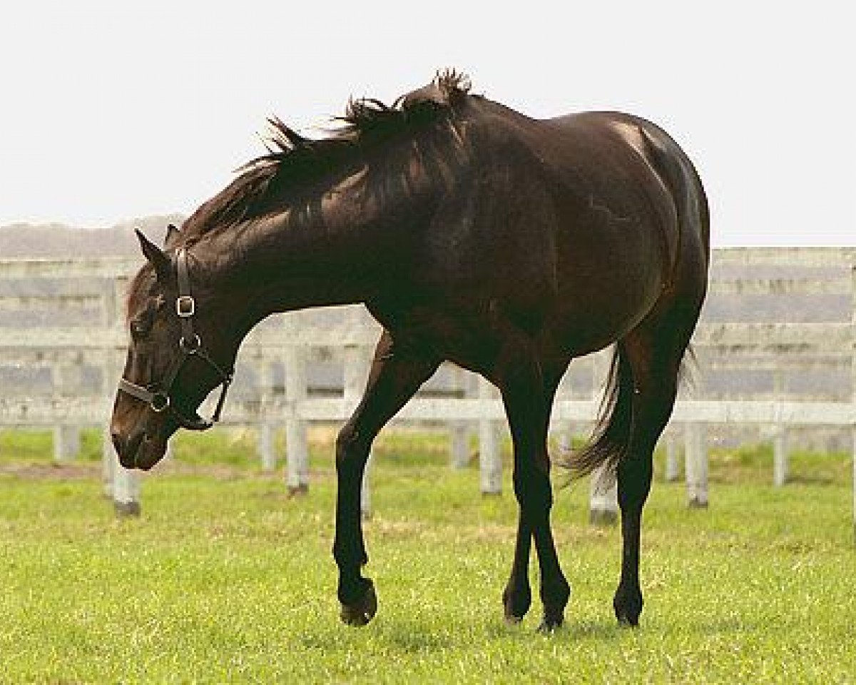 Horse Narita Brian xx (English Thoroughbred, 1991, from Brian's Time xx)
