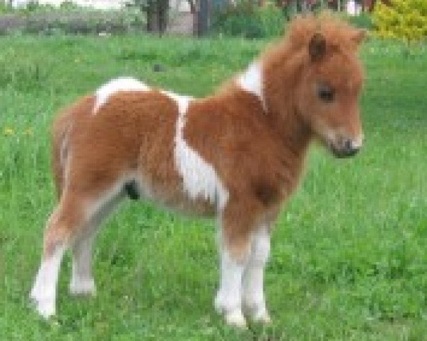 stallion Rondo von Repgow (Shetland pony (under 87 cm), 2010, from Rosso)