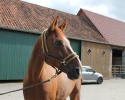 dressage horse Frodo 49 (Westphalian, 2003, from Florestan I)