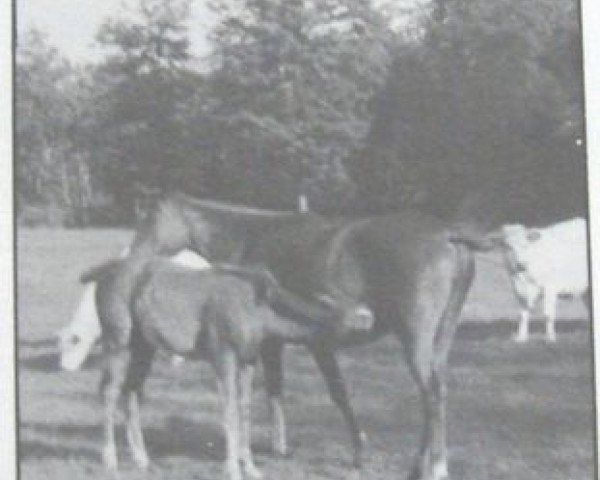 Zuchtstute Ballerine III AA (Anglo-Araber, 1967, von Rantzau xx)