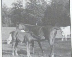 broodmare Ballerine III AA (Anglo-Arabs, 1967, from Rantzau xx)
