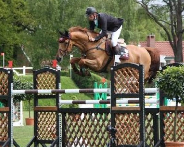 jumper Aragon Rouet (Belgian Warmblood, 2000, from Baloubet du Rouet) jumper Aragon Rouet (Belgian Warmblood, 2000, from Baloubet du Rouet)