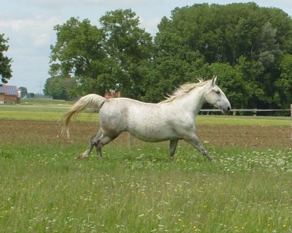 Pferd Mara (Lipizzaner, 2007, von 161 Favory Mira)