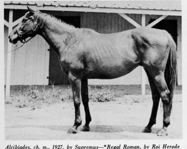 broodmare Alcibiades xx (Thoroughbred, 1927, from Supremus xx)