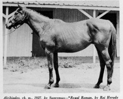 broodmare Alcibiades xx (Thoroughbred, 1927, from Supremus xx)