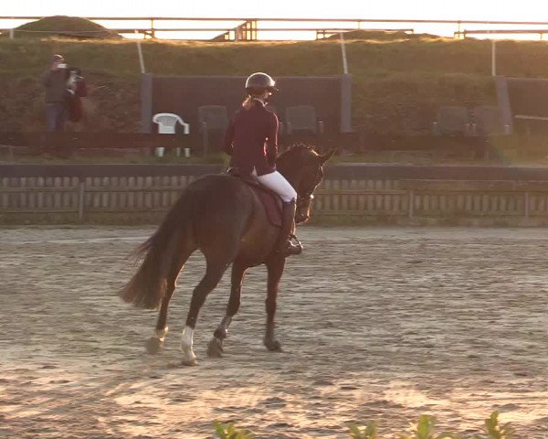 Reitturnier Schülp / Rendsburg 2022