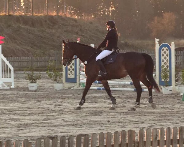 Reitturnier Schülp / Rendsburg 2022