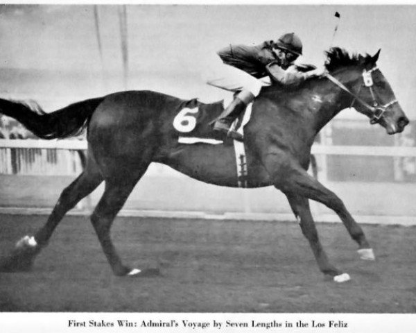stallion Admirals Voyage xx (Thoroughbred, 1959, from Crafty Admiral xx) stallion Admirals Voyage xx (Thoroughbred, 1959, from Crafty Admiral xx)