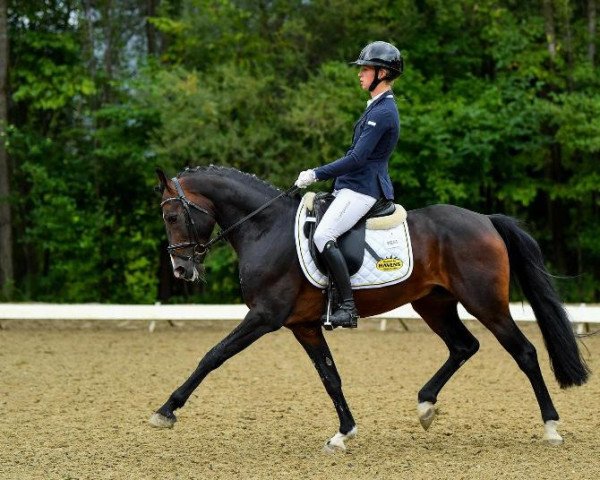 jumper FR Mister Skyjumper (German Riding Pony, 2014, from Machno Carwyn)