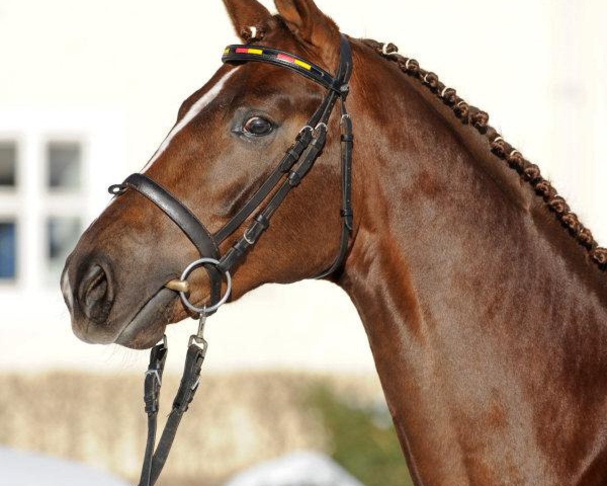 Deckhengst Si Senjor (Hannoveraner, 2007, von Sir Donnerhall I)