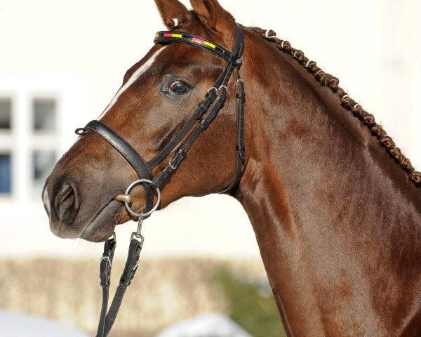 Deckhengst Si Senjor (Hannoveraner, 2007, von Sir Donnerhall I) Deckhengst Si Senjor (Hannoveraner, 2007, von Sir Donnerhall I)