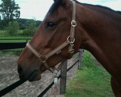 jumper Pinar (German Warmblood, 2004)