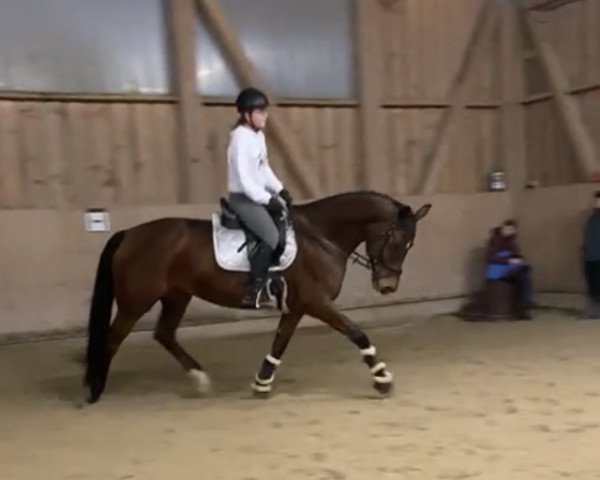 dressage horse Princess Piana (Westphalian, 2008, from Praktiker)