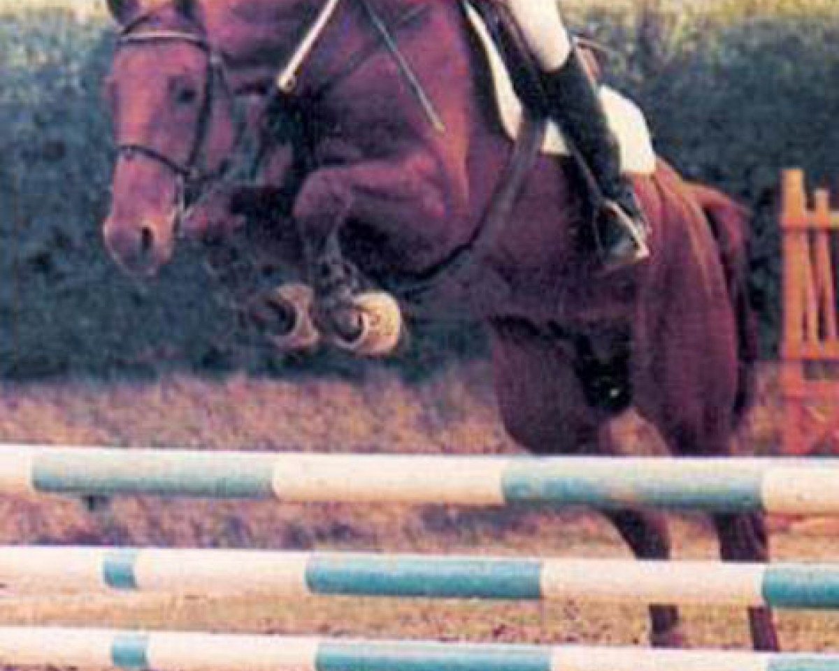stallion Bout d'Zan II (Selle Français, 1989, from Narcos II)
