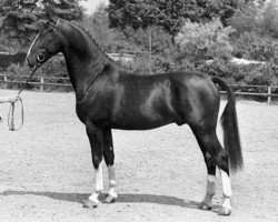 Deckhengst Farao (Belgisches Warmblut, 1987, von Wouter)