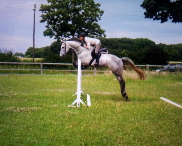 jumper Limerick H 2 (Holsteiner, 2008, from Limbus)