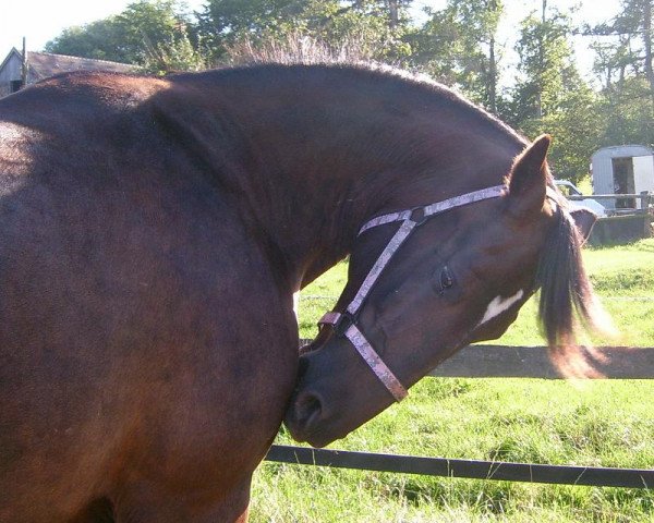 Pferd Fixstern (Traber, 1996, von Dizam Speed (DE))