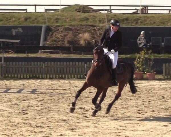 Reitturnier Schülp / Rendsburg 2022
