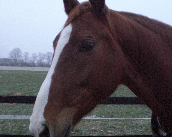Zuchtstute Wasari (Oldenburger, 2003, von Rohdiamant)
