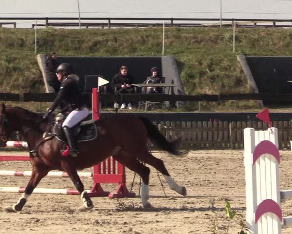 Reitturnier Schülp / Rendsburg 2022