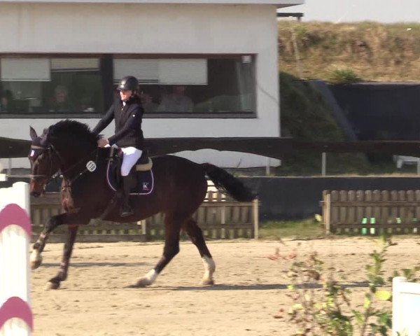 Reitturnier Schülp / Rendsburg 2022