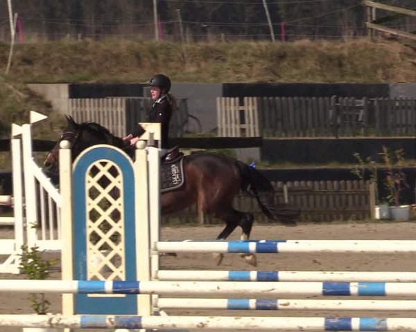Reitturnier Schülp / Rendsburg 2022