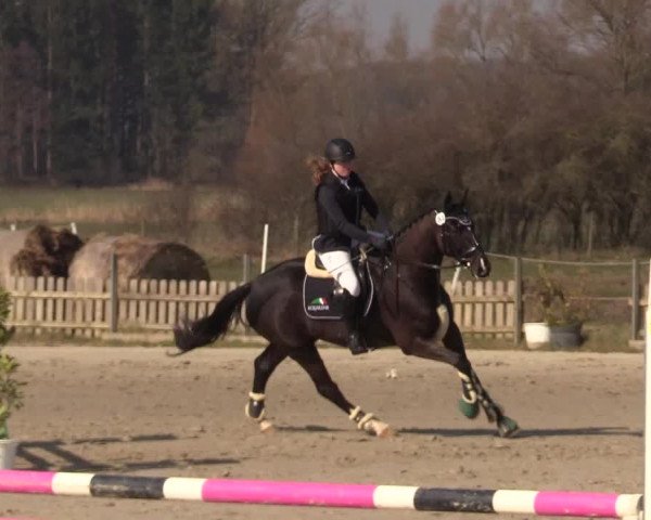 Reitturnier Schülp / Rendsburg 2022