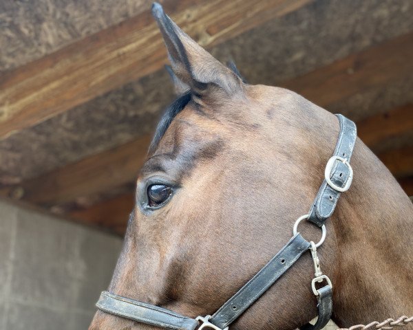 jumper Don Plaisir 9 (Zangersheide riding horse, 2013, from Diarado)