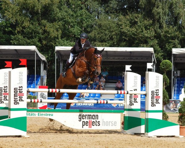 Springpferd Libertino 10 (Holsteiner, 2007, von Lord Z)