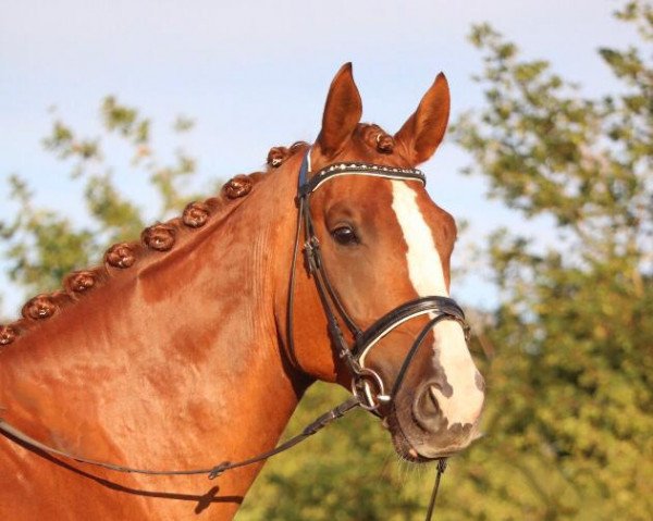 horse Brevino (Mecklenburg, 2014, from Bretton Woods)