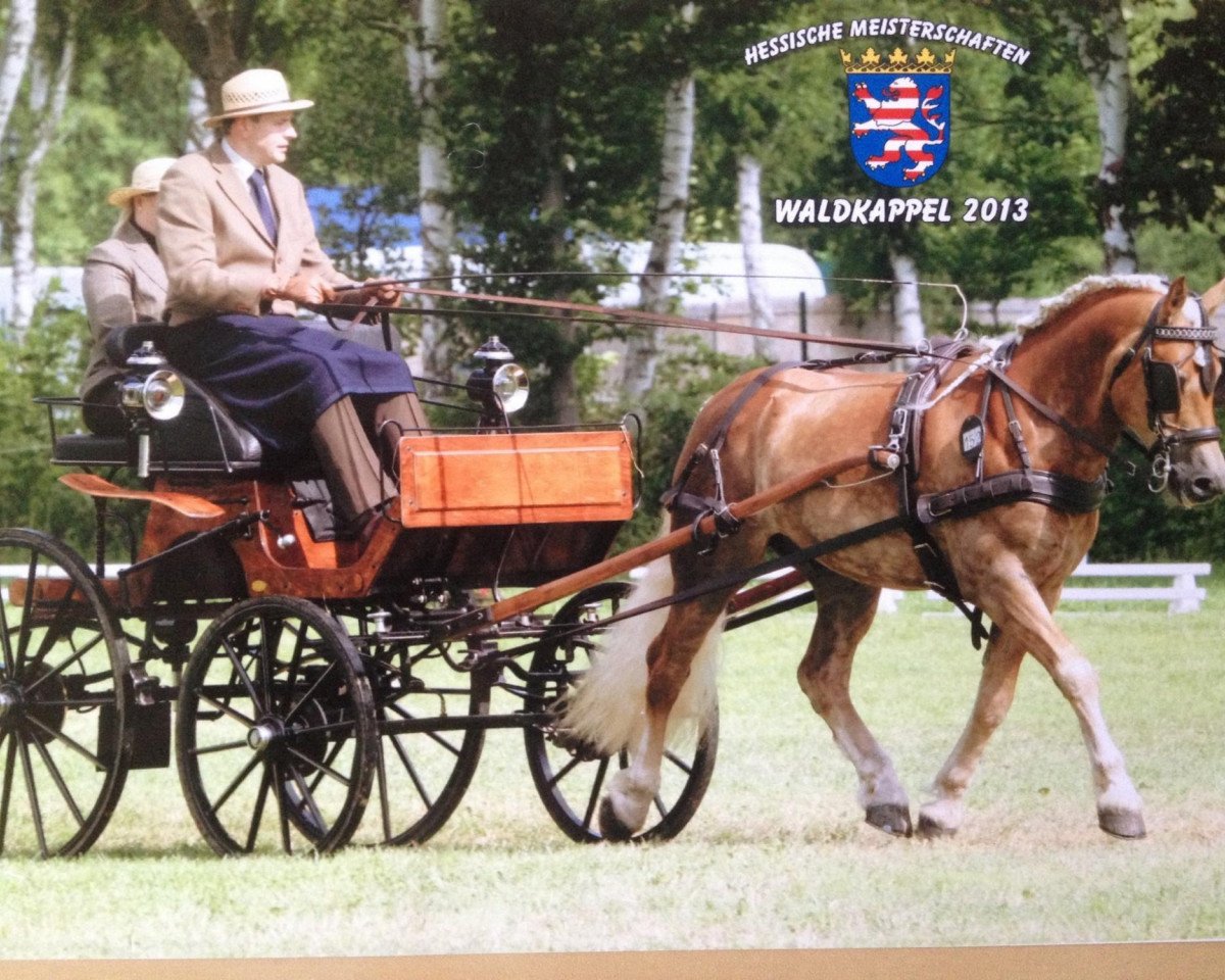 Deckhengst Stechow (Haflinger, 2004, von Stegerwald)