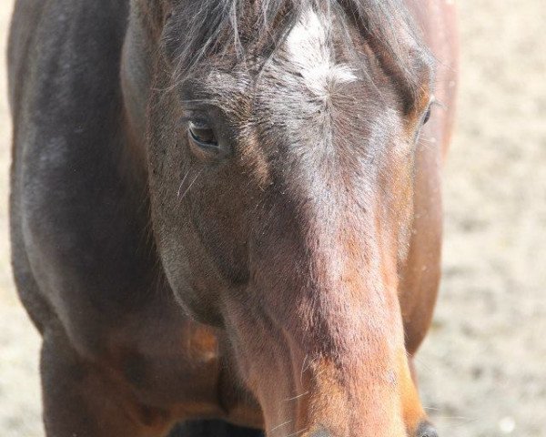 horse Moreno VII (Westphalian, 2008, from Montendro)
