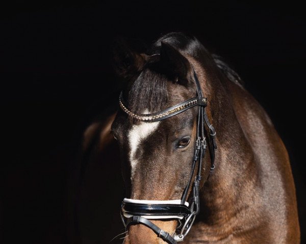 dressage horse Maurice P (New Forest Pony, 2002, from Arenberg's Maurits)
