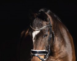 Dressurpferd Maurice P (New-Forest-Pony, 2002, von Arenberg's Maurits)
