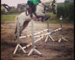 jumper Prinzesschen (Westphalian, 2010, from Congress)