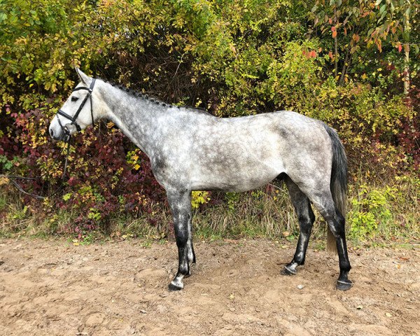 Pferd Clouseau GH (Holsteiner, 2015, von Coronino)