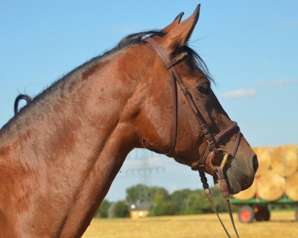 broodmare Pasadena (Rhinelander, 1993, from Prinz Miro)
