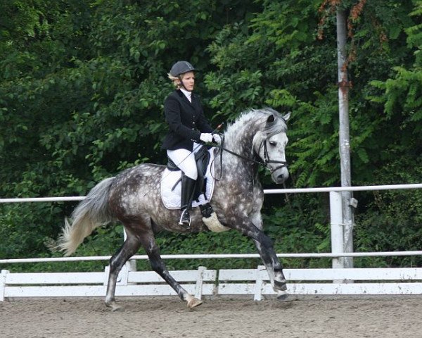 horse Kleiner Prinz Viktor (German Riding Pony, 2003, from Villeneuve I)
