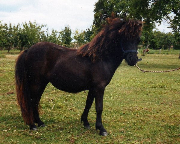 horse Regine von Repgow (Shetland pony (under 87 cm), 2006, from Sir Paul)