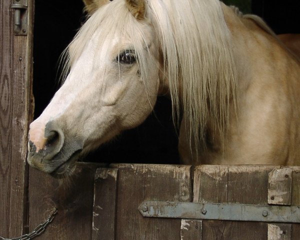 dressage horse Iltschi 188 (German Warmblood, 1998, from Arts-Dancer-Boy)