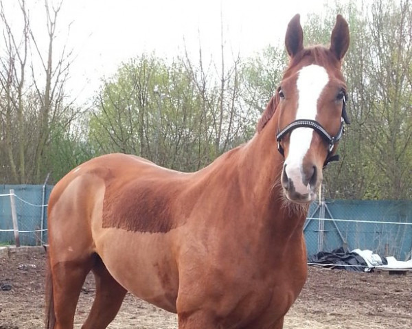 jumper Grandolino 2 (Hanoverian, 1999, from Grannus Ass)