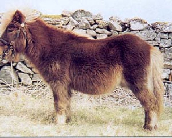 stallion Nixon of Guddon (Shetland Pony, 1973, from Gletness Rocket)